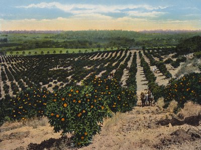 Orangenhain bei Colfax, Kalifornien von American Photographer