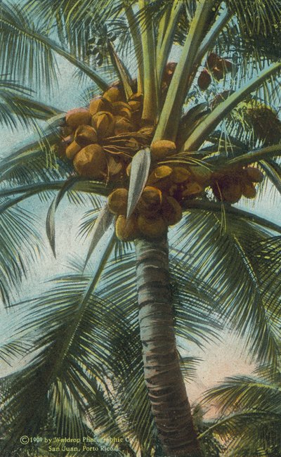 Porto Rico: Kokosnüsse wachsen in Porto Rico von American Photographer