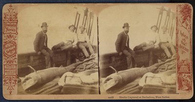 Haie gefangen in Barbados, Westindische Inseln von American Photographer