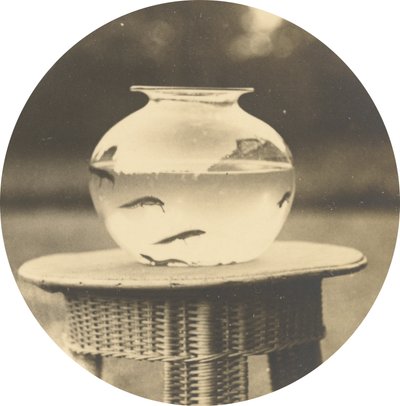 Ohne Titel (Goldfischglas), ca. 1888 von American Photographer