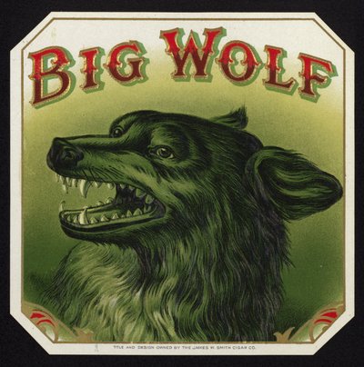 Schwarzer Wolf zeigt Zähne von American School