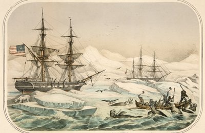Besatzung eines Walfangschiffs wird von Walross angegriffen von American School