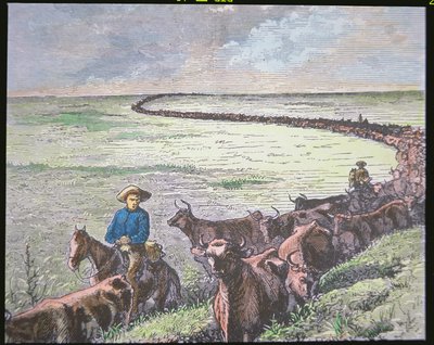 Longhorn-Rindertrieb von Texas nach Abilene, Kansas, ca. 1870er von American School