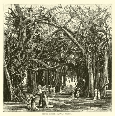 Picknick unter Banyanbäumen von American School