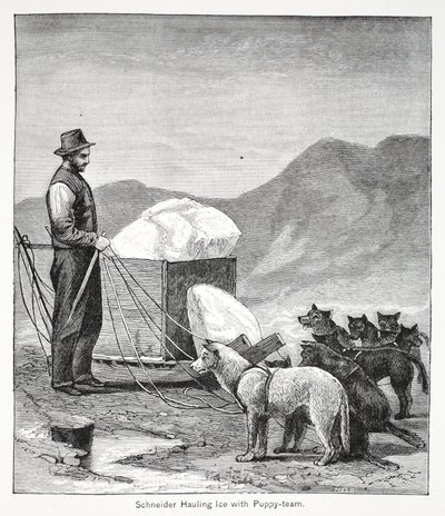 Schneider zieht Eis mit dem Hundeschlitten von American School