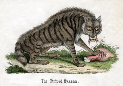 Gestreifte Hyäne, aus Die Naturgeschichte der Tiere von American School