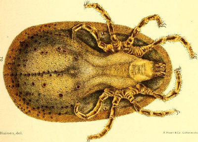 Bauchansicht von Argus Miniatus, Illustration aus 