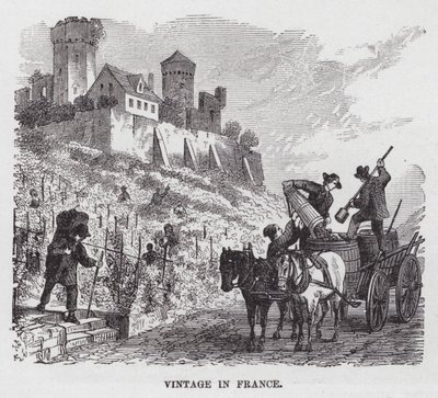Weinlese in Frankreich von American School