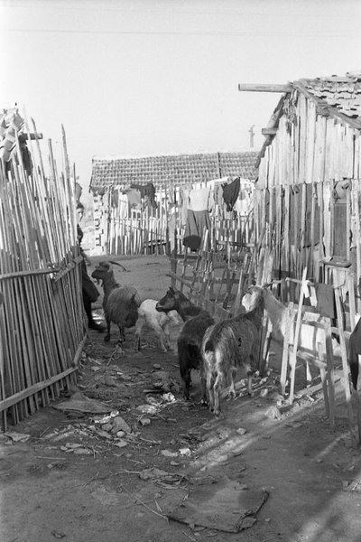 Crotone - Ziegen unter den Schalen von Ando Gilardi