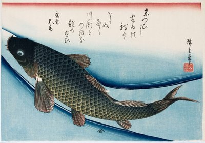 „Karpfen“, aus der Serie „Sammlung von Fischen“ von Ando or Utagawa Hiroshige
