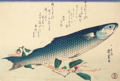 Graue Meeräsche, Kamelie und Udo von Ando or Utagawa Hiroshige