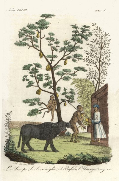 Senfpflanze mit Cochenille-Käfern, Jackfruchtbaum, Wasserbüffel und Orang-Utan. Handkolorierter Kupferstich gezeichnet und graviert von Andrea Bernieri nach François Solvyns aus Giulio Ferrarios 