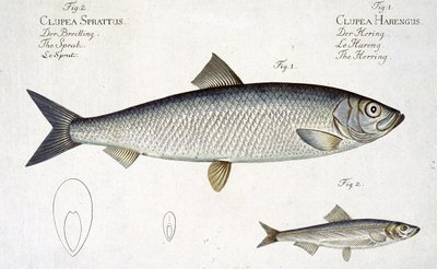 Hering (Clupea Harengus) und Sprotte (Clupea Sprattus) Tafel XXIX aus 