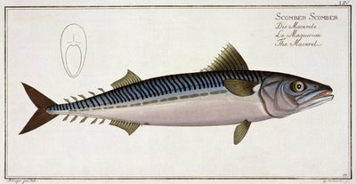 Makrele (Scomber Scomber) Tafel LIV aus 