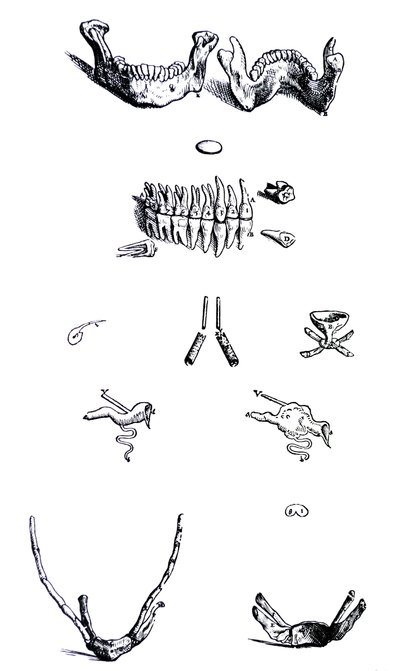 Die Tafeln aus dem ersten Buch der De Humani Corporis Fabrica von Andreas Vesalius