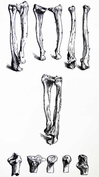 Die Tafeln aus dem ersten Buch der De Humani Corporis Fabrica von Andreas Vesalius