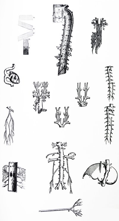 Die Platten aus dem dritten Buch der De Humani Corporis Fabrica von Andreas Vesalius