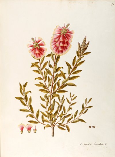 Karminroter Zylinderputzer (Callistemon citrinus Stapf), Myrtaceae, Strauch mit immergrünen Blättern, heimisch in Australien von Angela Rossi Bottione