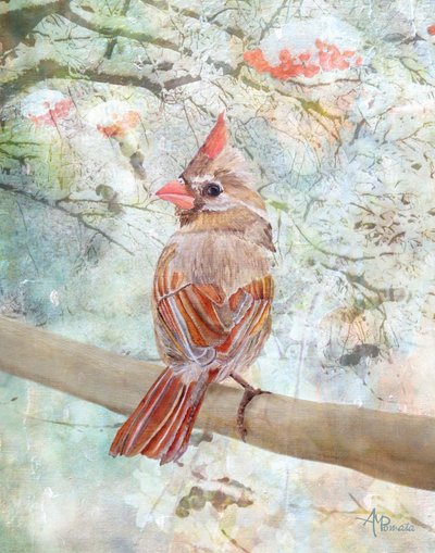 Ruhiger Winterkardinal von Angeles M. Pomata