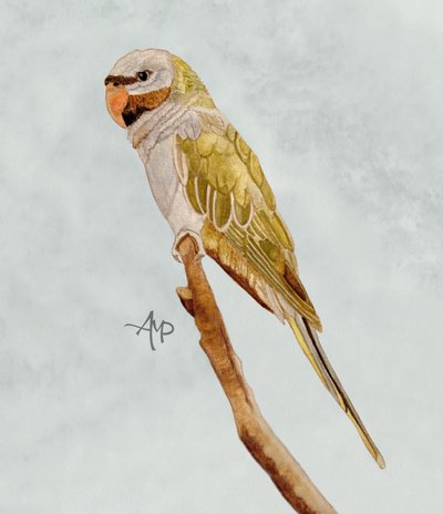Grüner Mönchssittich von Angeles M. Pomata