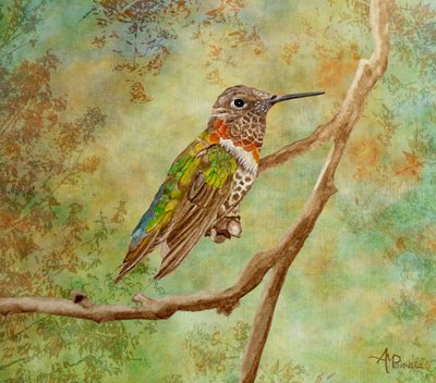 Lebhafter Kolibri auf Sitzplatz von Angeles M. Pomata