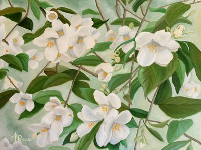 Weiße Jasminblüten von Angeles M. Pomata