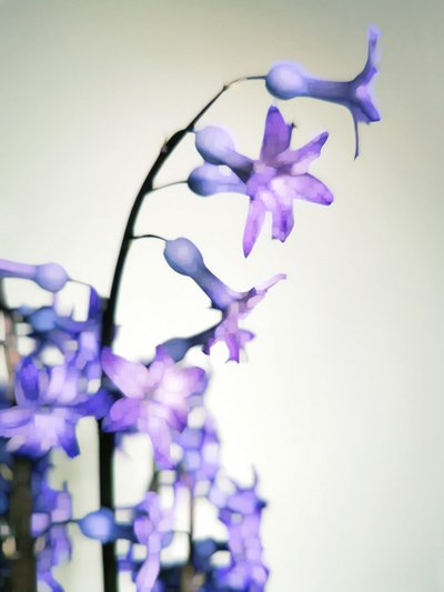 Zarte lila Blüten von Angelo Cerantola