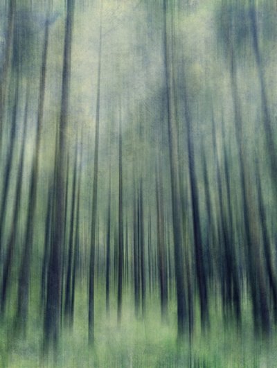 Ätherisches Waldlicht von Angelo Cerantola