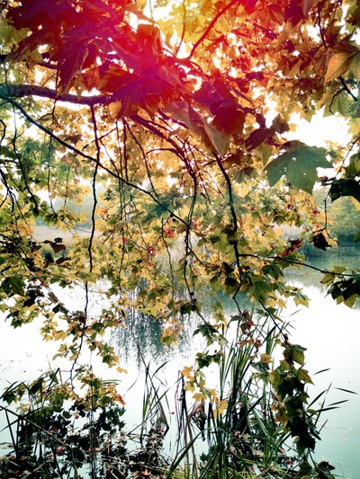 Goldene Blätter über Wasser von Angelo Cerantola