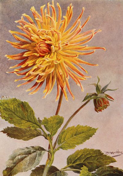 Kaktus-Dahlie Mrs H L Brousson, Farbe, rehbraun, mit einem Hauch von scharlachrotem Karmesin von Angelo Fairfax Muckley