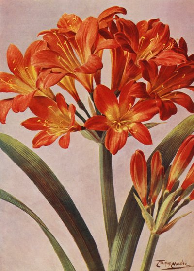 Clivia Miniata, lange bekannt als Imantophyllum Miniatum von Angelo Fairfax Muckley