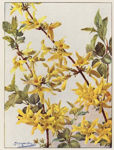 Forsythia Suspensa, ein schöner früher Frühlingsstrauch von Angelo Fairfax Muckley