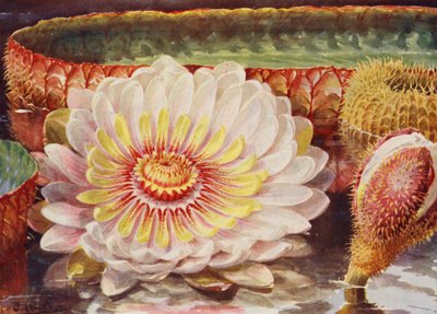 Victoria Regia, die edelste aller Wasserpflanzen von Angelo Fairfax Muckley