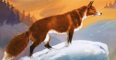 Fuchs im Schnee von Angus McBride