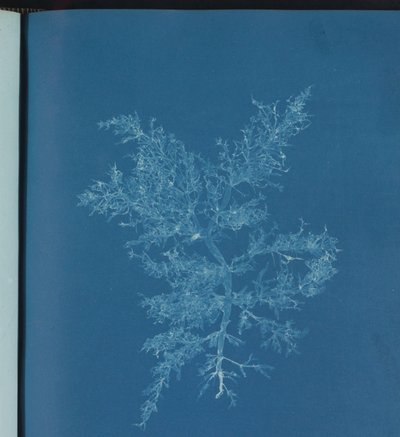Chylocladia kaliformis von Anna Atkins