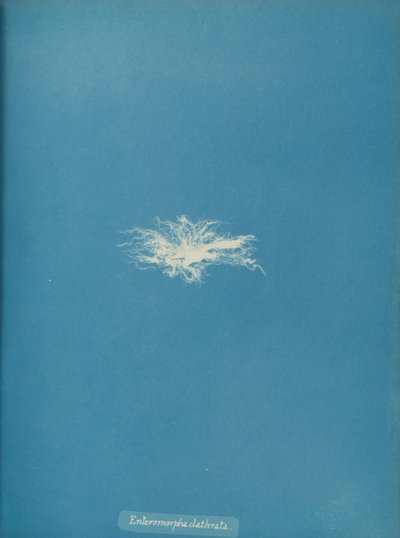 Enteromorpha clathrata von Anna Atkins
