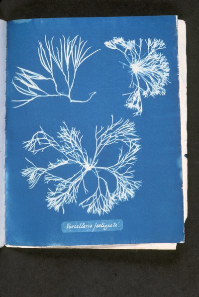 Furcelleria fastigiata, aus 