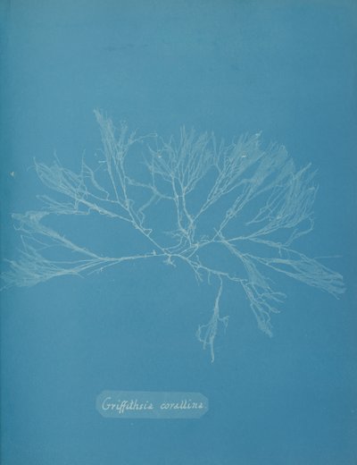 Griffithsia corallina von Anna Atkins