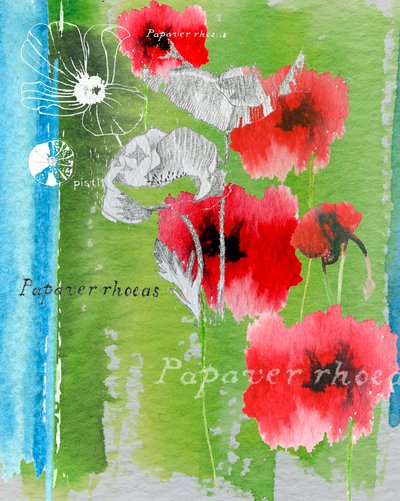 Mohn von Anna Platts