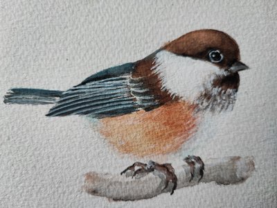 Niedliche sitzende Meise von Annette Armitage