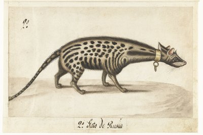 Albumblatt mit einem Zibetkatze von Anonymous