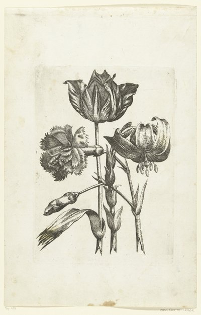 Nelke, Tulpe und Lilie von Anonymous