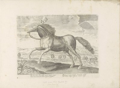 Arabisches Pferd von Anonymous