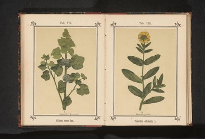Ringelblume von Anonymous