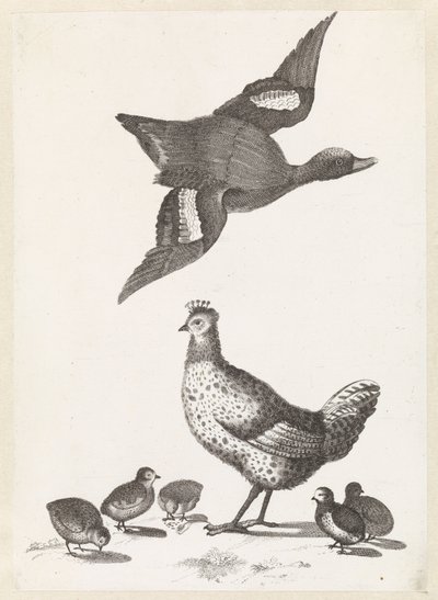 Huhn mit fünf Küken und eine nach rechts fliegende Ente von Anonymous