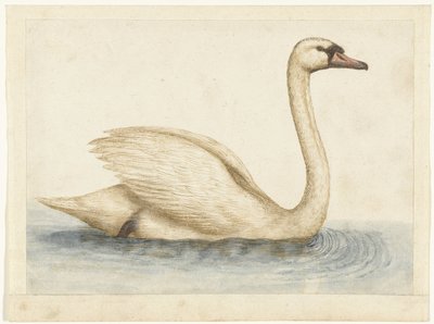 Höckerschwan von Anonymous