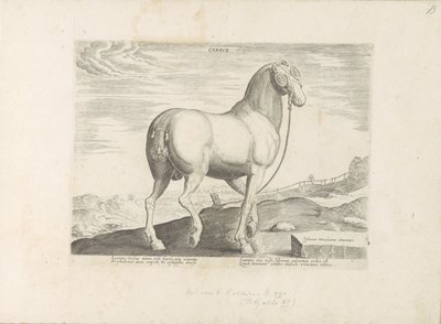Pferd aus Korsika von Anonymous