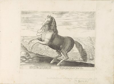 Pferd aus Neapel von Anonymous
