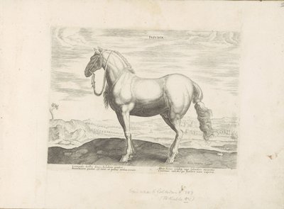 Pferd aus Norditalien von Anonymous