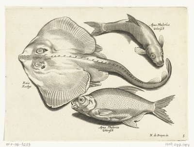 Rochen, Brassen und Weißfisch von Anonymous